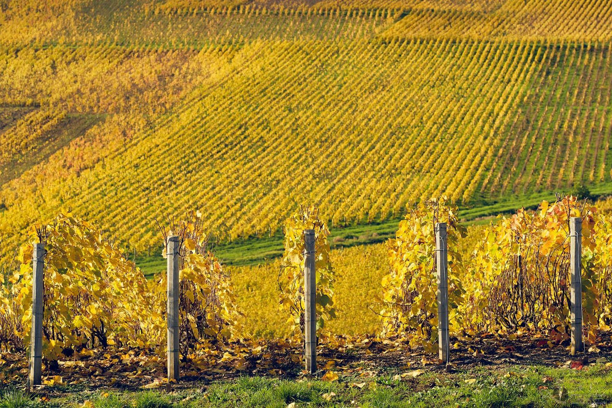Best Western Le Relais Du Vigneron Blancs-Coteaux Esterno foto
